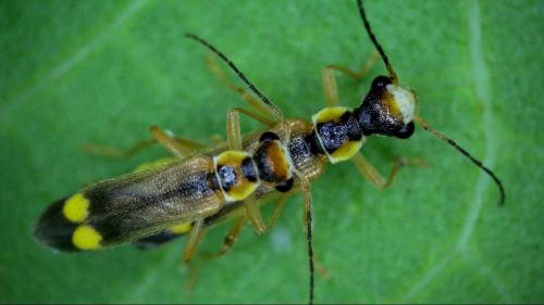 Réf. 358 827 : Malthinus seriepunctatus